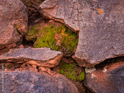 Photos Vibrant green moss and lichen growing between rustic grey rocks