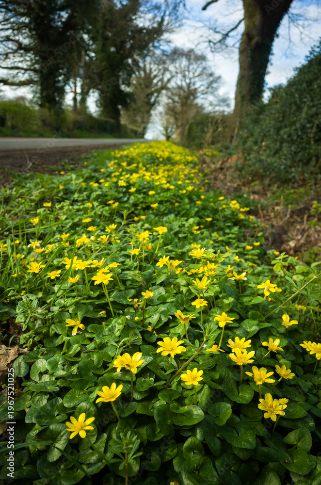 Obraz premium Celandine Flowers