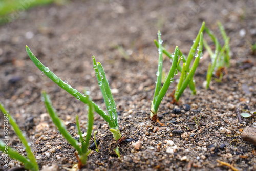 Young green onion sprouts with dew drops in spring garden soil, macro organic farming