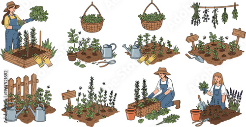 Professional Herb Gardening Vector Set Featuring Cartoon Women Planting Harvesting and Caring for Fresh Plants for Agriculture Designs