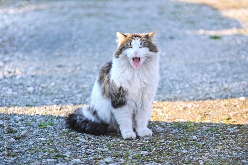 Cute longhair cat sitting outdoors and yawns. Horizontal image with selective focus.	
