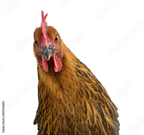 Schilderij op canvas Funny front view portrait of a brown hen looking directly at the camera with curiosity
