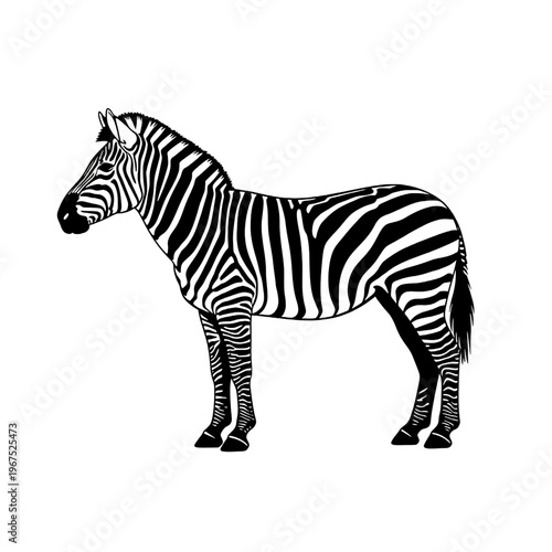 Black and White Zebra Standing Sideways.
