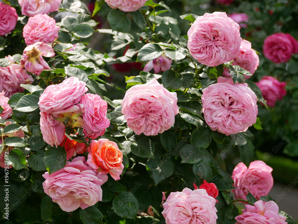 Obraz premium Pink English Garden Roses David Austin Style Blooming Floral Background. Rosengarten Volksgarten in Vienna.