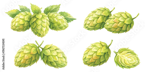 Watercolor set of fresh hop cones and leaves for craft beer brewing and agriculture isolated on transparent background