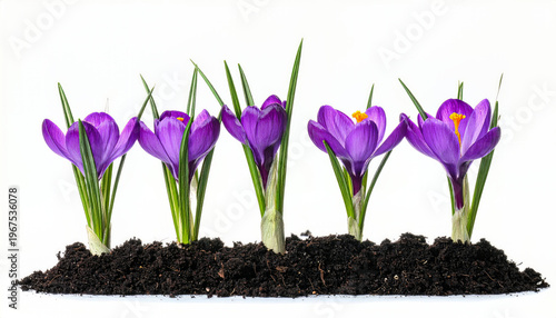 Crocus flowers growing in dark soil
