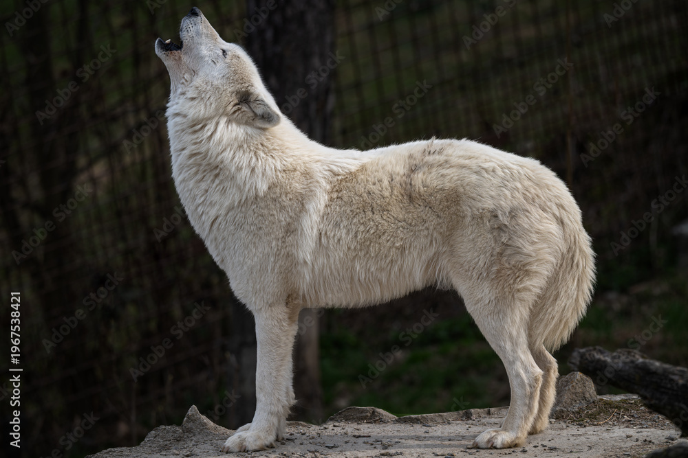 Obraz premium Howling Hudson Bay wolf in nature.