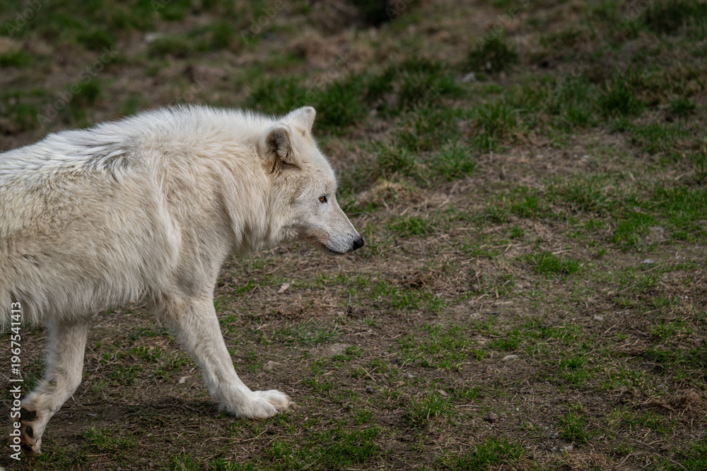 Fototapeta premium Hudson Bay wolf outdoors in nature.