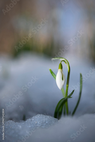 Timid snowdrop