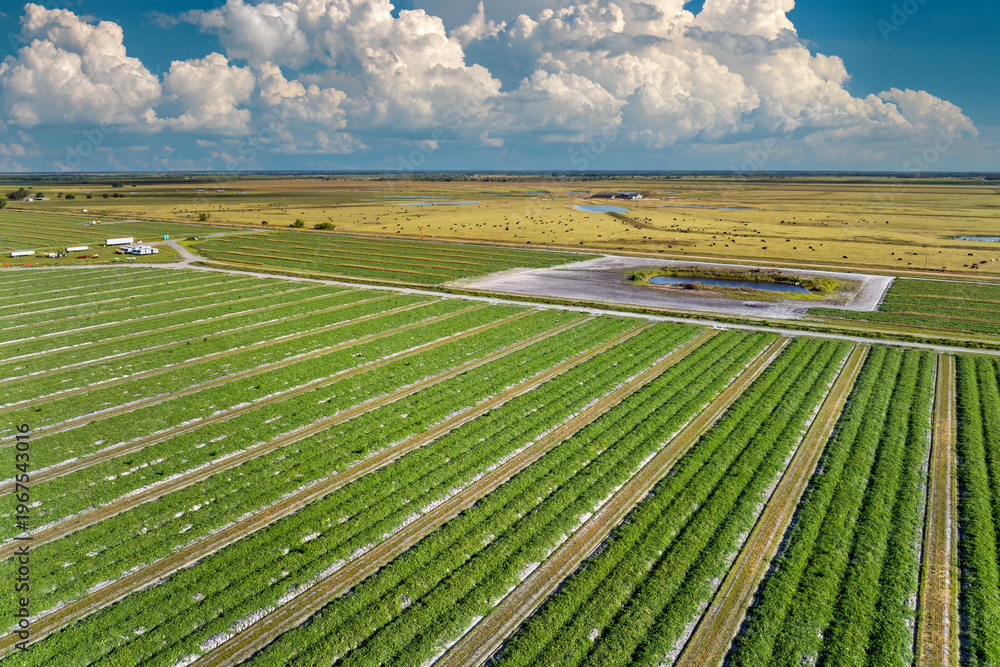 Obraz premium Farm fields in Florida. Agricultural cultivated field in summer season with growing green crops. Farming and agriculture industry in USA