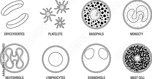 Blood cells diagram icons set featuring erythrocytes platelets leukocytes lymphocytes eosinophils basophils line vector illustration medical biology science collection