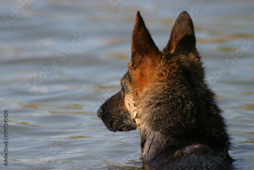 Tableau sur toile dog swimming in Lake Balaton