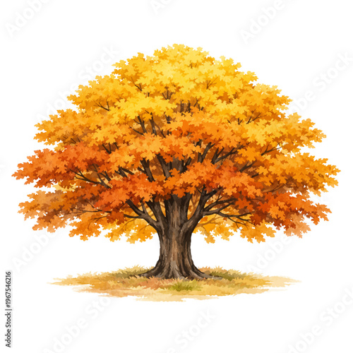 Watercolor beech tree illustration, autumn beech tree with golden orange foliage isolated on white background