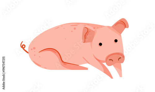 Cartoon vector illustration of a pig lying down. Flat style farm animal isolated on white background for agriculture and children design.