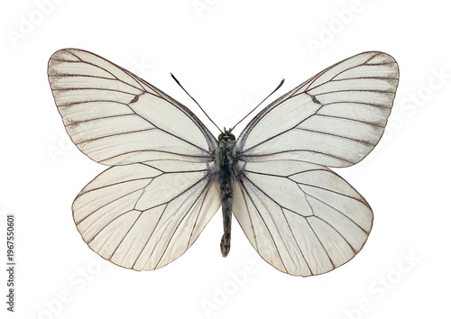 Photography The Black-veined White Aporia crataegi beautiful butterfly isolated on transparent background with clipping path