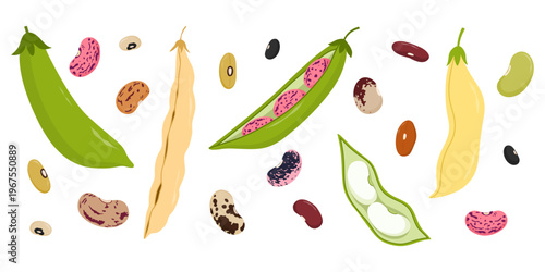 Bean and pod collection. Multicolored legumes elements on white background. Healthy and fresh food. Flat vector illustration.