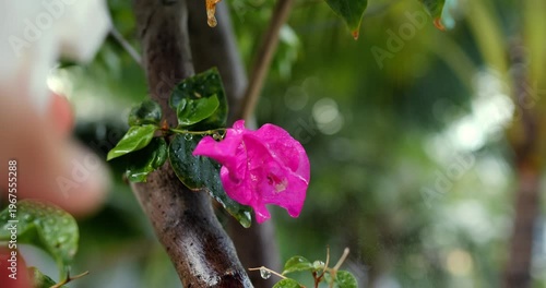 Hand misting pink bloom closeup with fine spray and glossy leaves, gardener tending flower with gentle hydration, candid backyard care moment framed by shallow depth and soft highlights.