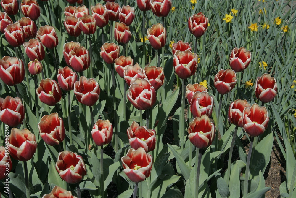 Fototapeta premium Tulips in blossom, spring