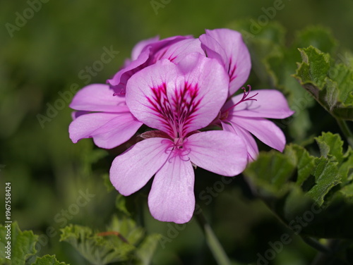 close up of Zonal Geranium