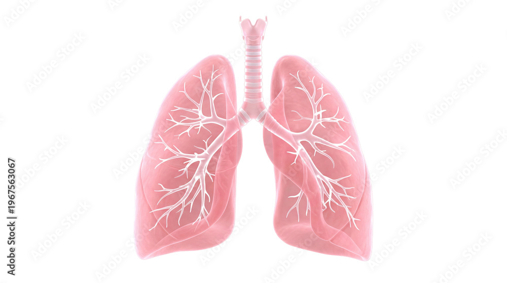 Fototapeta premium Pink human lungs with branching bronchioles, isolated on transparent background