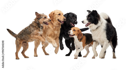 Photography Group of five diverse dogs including a terrier mix golden retriever black labrad