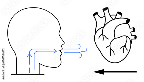 Human respiration process. Airflow connecting breathing and cardiovascular functions with arrows and anatomical heart. Respiratory and cardiovascular function concept. For medicine, biology
