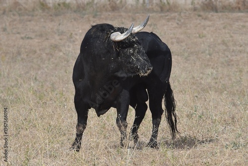 black bull in the field