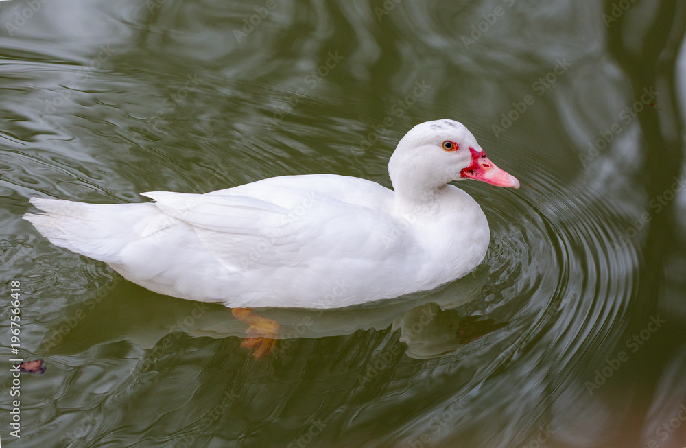 Fototapeta premium White domestic duck with red facial markings swimming gracefully in a calm green pond surrounded by rippling water and natural reflections