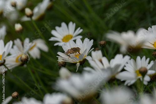 A bee pollinates wild flowers in early spring