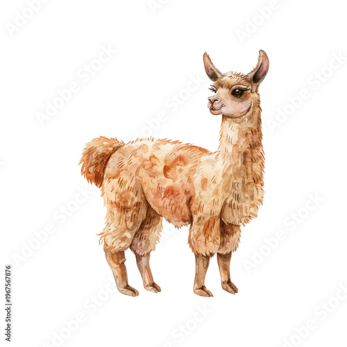 lama vector hand drawn illustration