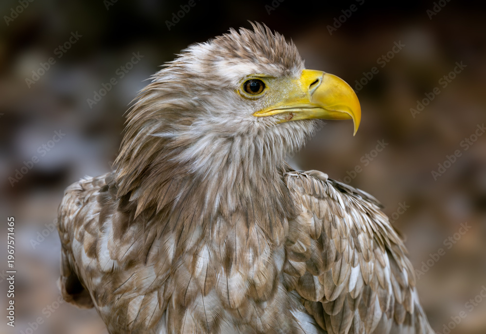 Fototapeta premium Close-Up Portrait Of White-Tailed Eagle
