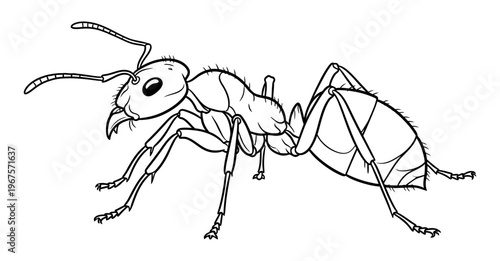black and white line drawing of an ant isolated on white background