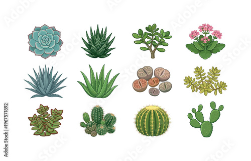 Collection of diverse succulent and cactus illustrations on a white background