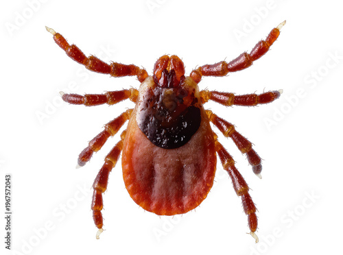 Fotografie Isolated close-up view of a dangerous bloodsucking parasite tick responsible for