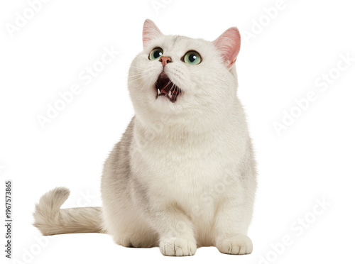 Quadro su tela Isolated fluffy white cat with bright green eyes looking up, mouth open in surpr