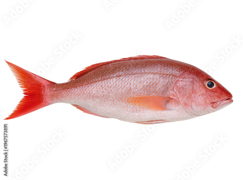 Photos Isolated fresh raw red snapper fish close-up, premium seafood ingredient for cul