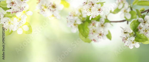 Beautiful blossoms on spring tree branches against blurred background. Banner design