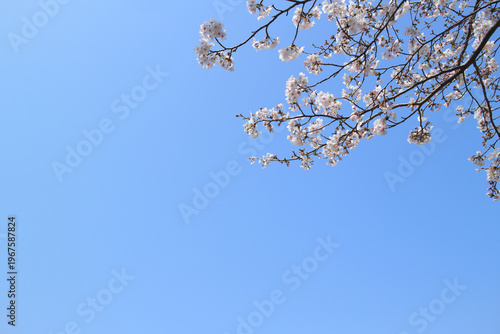 桜 花 春 青空 背景
