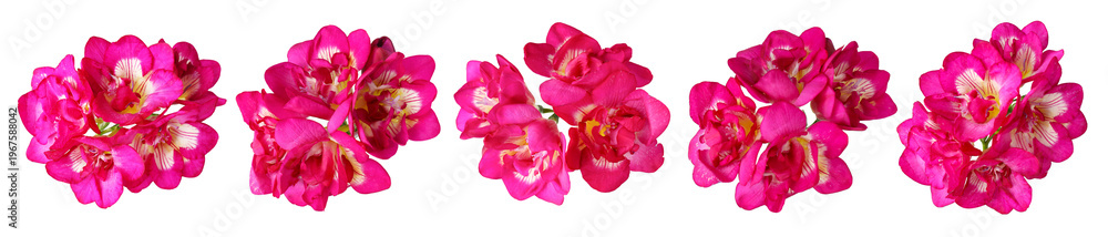 Fototapeta premium Vibrant pink freesia flowers isolated on white, set