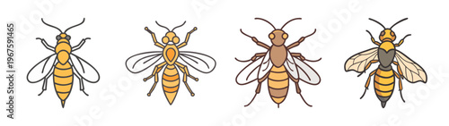 Four different types of bees flying with transparent wings and bodies in various yellow and black stripes