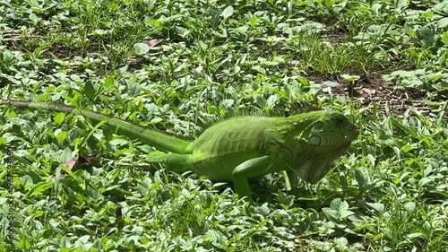 Closeup of a Green Iguana in Costa Rica (Iguana iguana)