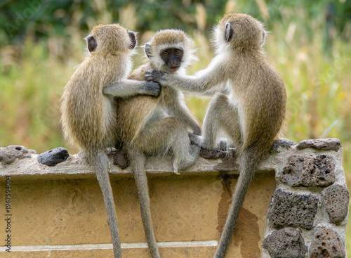 Three young Vervets monkeys Chlorocebus pygerythrus interact playfully on a stone ledge