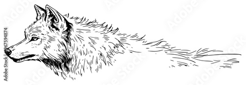 Wolf Profile Portrait with Detailed Fur Hand Drawn Sketch for Wildlife and Nature Conservation Design