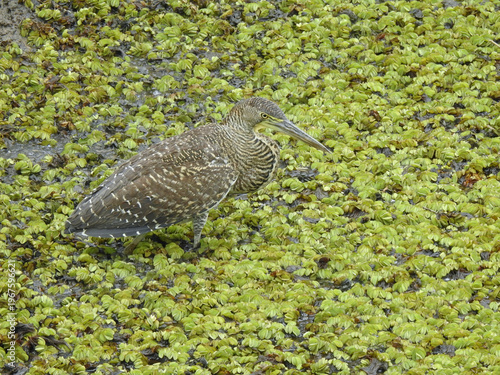 Bare-throated Tiger Heron