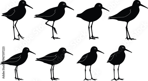 Collection of black sandpiper bird silhouettes in various standing poses isolated on white background perfect for nature wildlife and coastal environmental graphic design.