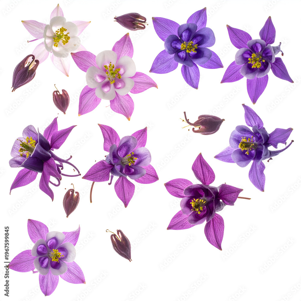 Fototapeta premium Elegant Columbine Flower Arrangement on White Background.