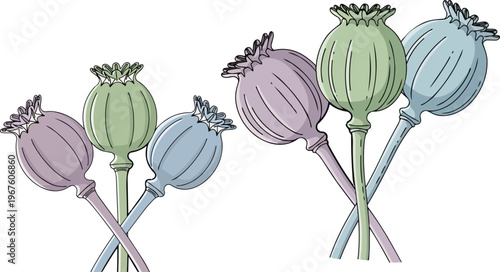 Colorful poppy seed pods, botanical illustrations, floral elements, decorative flowers