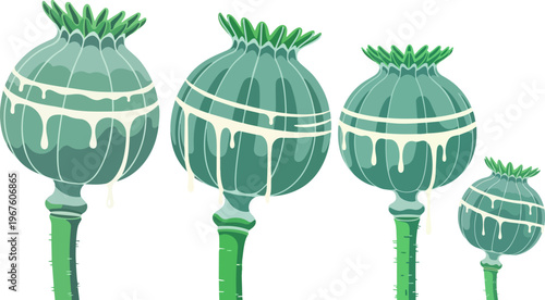 Green poppy seed pods, vector icons, botanical illustrations, floral elements