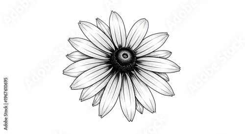 Black Eyed Susan Flower Ink Drawing - Isolated on White Background
