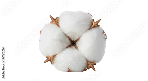Cotton boll on a transparent background